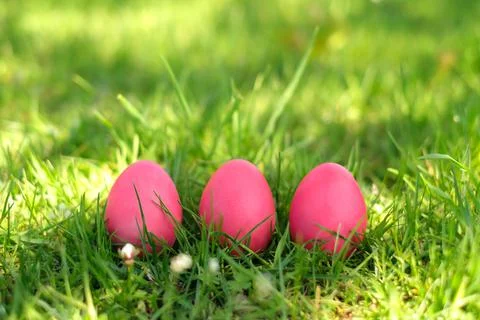 Easter painted pink eggs stand in a row in the grass in the meadow. Stock Photos