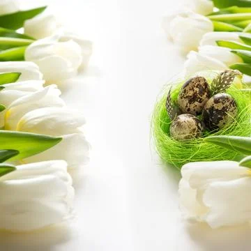 Easter pattern. White tulips, nest, eggs on white. Stock Photos