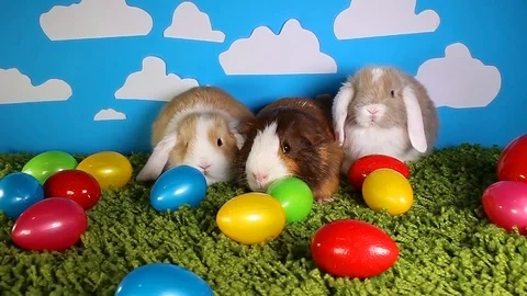 Easter pets animals,lops,lop,rabbit rabbits guinea pig Stock Footage 102744846