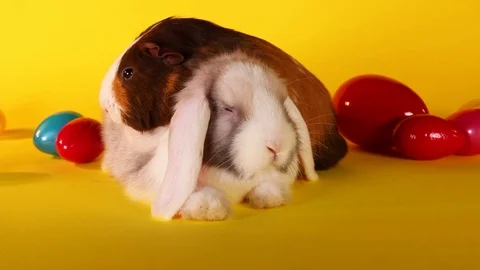 Easter pets rabbit lop bunny cavy guinea pig Stock Footage 89635244