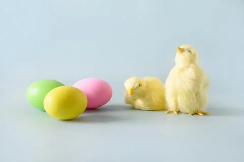 Easter pink egg and chocolate bunny in spring composition on blue. Stock Photos