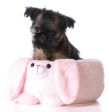 Easter puppy Stock Photos