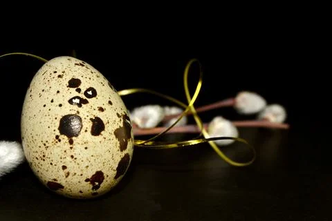 Easter quail egg and willow branches with golden ribbon on dark background Stock-Fotos