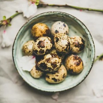 Easter quail eggs and blooming almond tree branches, square crop Stock Photos