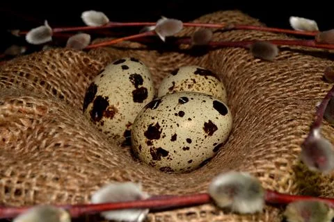 Easter quail eggs in bagging and the willow branches Foto stock