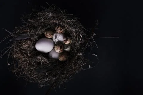 Easter quail eggs on black background Stock Photos