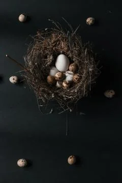 Easter quail eggs on black background Stock Photos