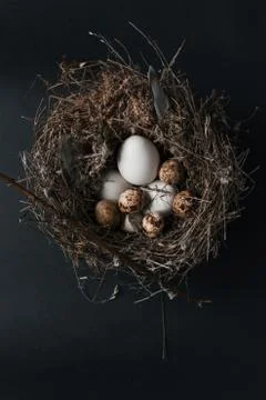 Easter quail eggs on black background Stock Photos