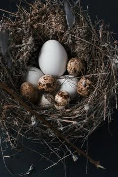 Easter quail eggs on black background Stock Photos