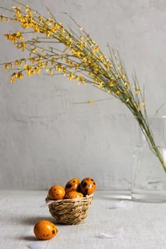 Easter quail eggs on a gray background Stock Photos