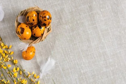 Easter quail eggs on a gray background Stock Photos