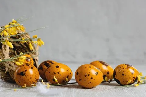 Easter quail eggs on a gray background Stock Photos