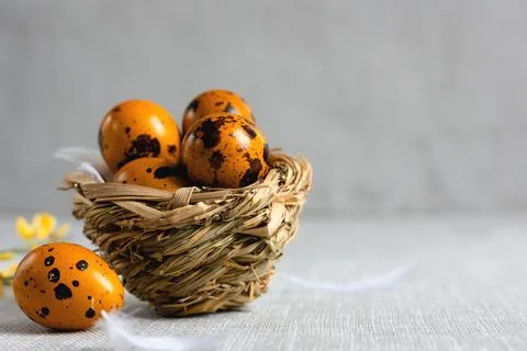 Easter quail eggs on a gray background Stock Photos