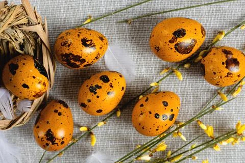 Easter quail eggs on a gray background Stock Photos