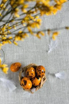 Easter quail eggs on a gray background Stock Photos