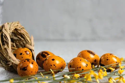 Easter quail eggs on a gray background Stock Photos