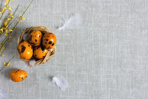 Easter quail eggs on a gray background Stock Photos