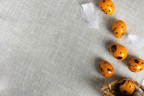 Easter quail eggs on a gray background Stock Photos
