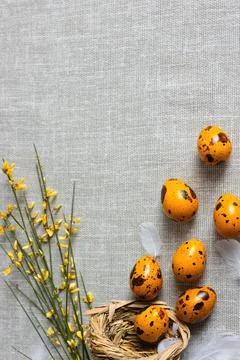 Easter quail eggs on a gray background Stock Photos