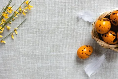 Easter quail eggs on a gray background Stock Photos