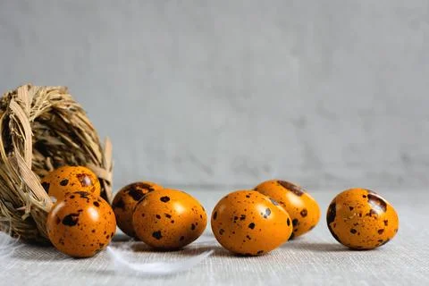 Easter quail eggs on a gray background Stock Photos