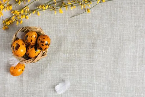 Easter quail eggs on a gray background Stock Photos