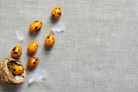 Easter quail eggs on a gray background Stock Photos
