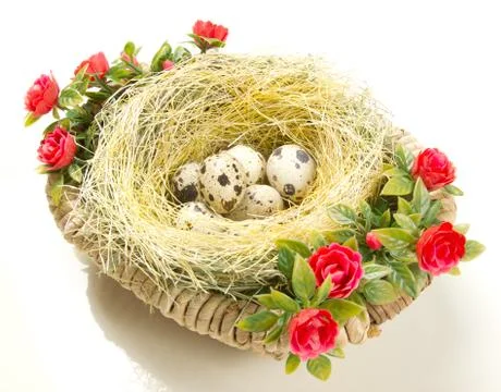 Easter quail eggs in the nest Stock Photos
