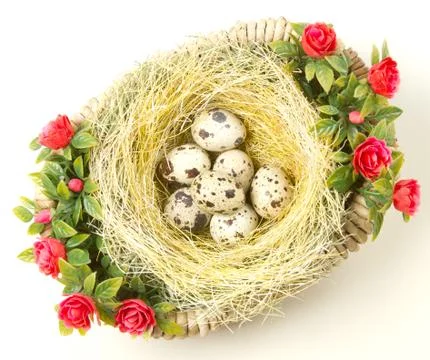 Easter quail eggs in the nest Stock Photos