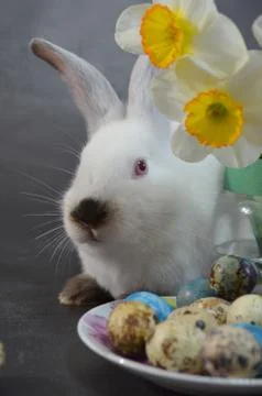 Easter quail eggs Stock Photos