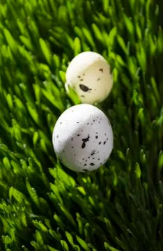 Easter quail eggs Stock Photos