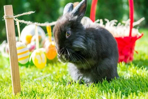 Easter rabbit and easter eggs Stock Photos