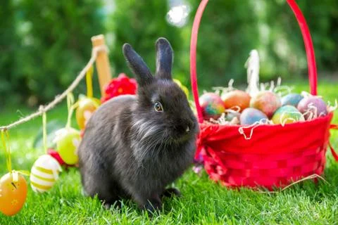Easter rabbit and easter eggs Stock Photos