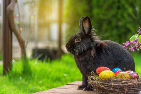 Easter rabbit and easter eggs Stock Photos