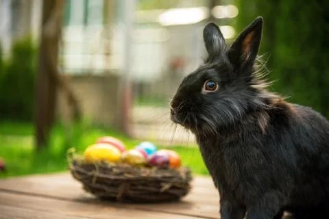 Easter rabbit and easter eggs. Stock Photos