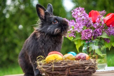 Easter rabbit and easter eggs. Stock Photos