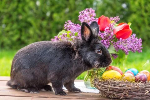 Easter rabbit and easter eggs. Stock Photos