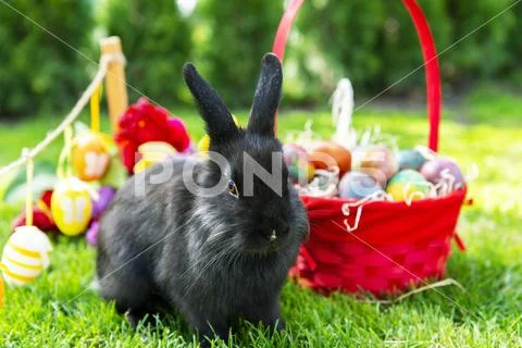 Easter rabbit and easter eggs. Stockfoto's