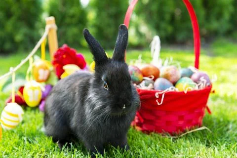 Easter rabbit and easter eggs. Stock Photos