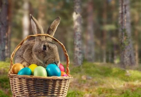 Easter rabbit in a basket on nature Stock Photos