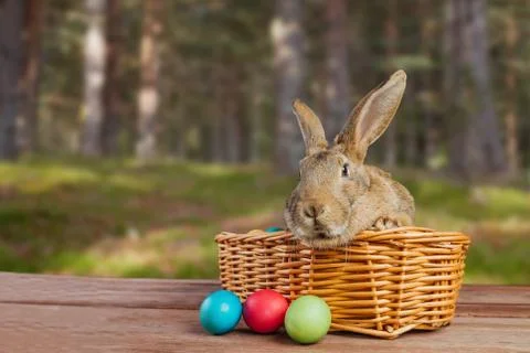 Easter rabbit in a basket Stock Photos