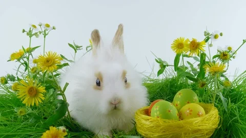 Easter rabbit with brown ears, sitting near the nest with eggs, looped Stock Footage 103850023