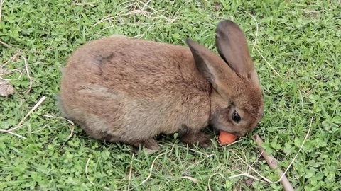 Easter rabbit bunny with carrot Stock Footage 77688817