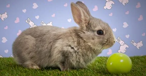 Easter rabbit with egg in front of pattern Stock Photos