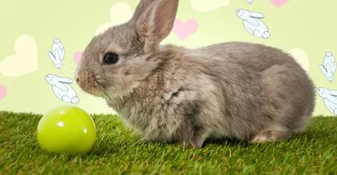 Easter rabbit with egg in front of pattern Stock Photos