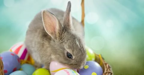 Easter rabbit with eggs basket in front of nature background 스톡 사진