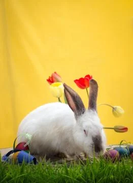 Easter rabbit with eggs on yellow background Stock Photos