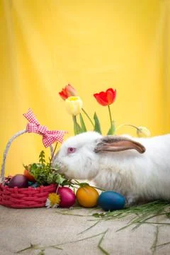 Easter rabbit find Easter eggs in basket Stock Photos