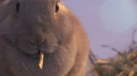 Easter rabbit 스톡 동영상 11389913