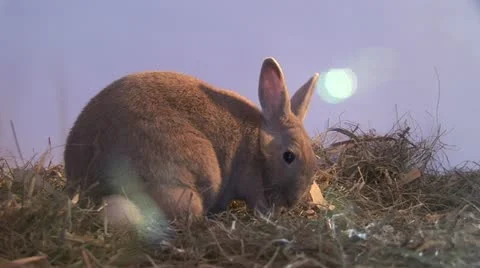Easter rabbit Stock Footage 11399352